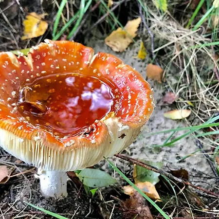 Pet Friendly * Muritz