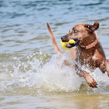 Apartment Pet Friendly Muritz